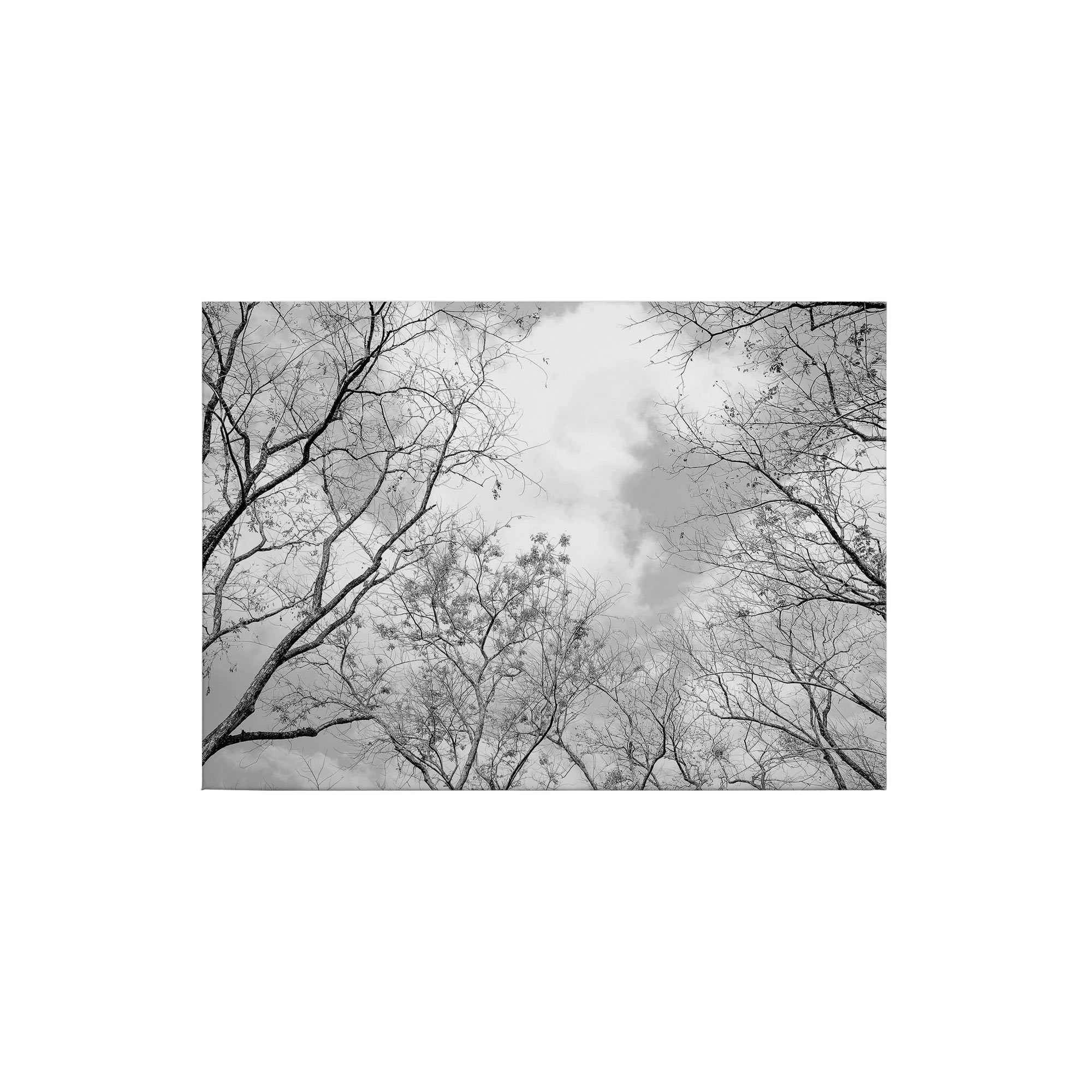 Leinwandbild Bäume Blätter M1-No.50261 | Wandbild 50 x 70 cm | Weiß Schwarz Keilrahmen Laubwald