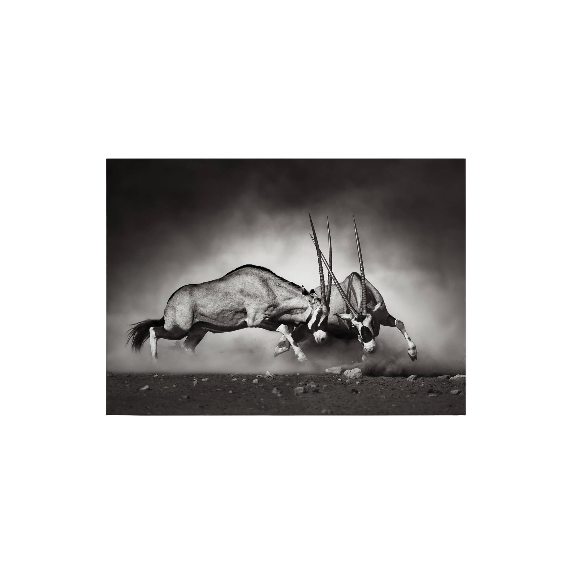 Tadessi Leinwandbild Kampf - 50 x 70 cm - M1-No.50287 - Keilrahmen in Weiß Schwarz