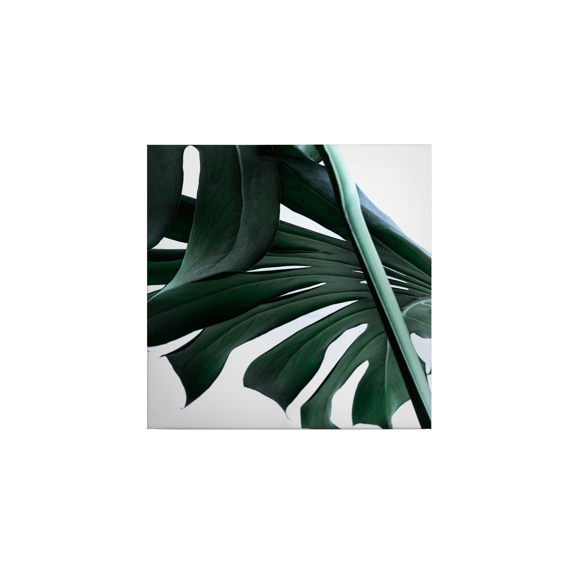 Tadessi Leinwandbild Pflanzen - 50 x 50 cm - M1-No.50492 - Keilrahmen in Grün Weiß