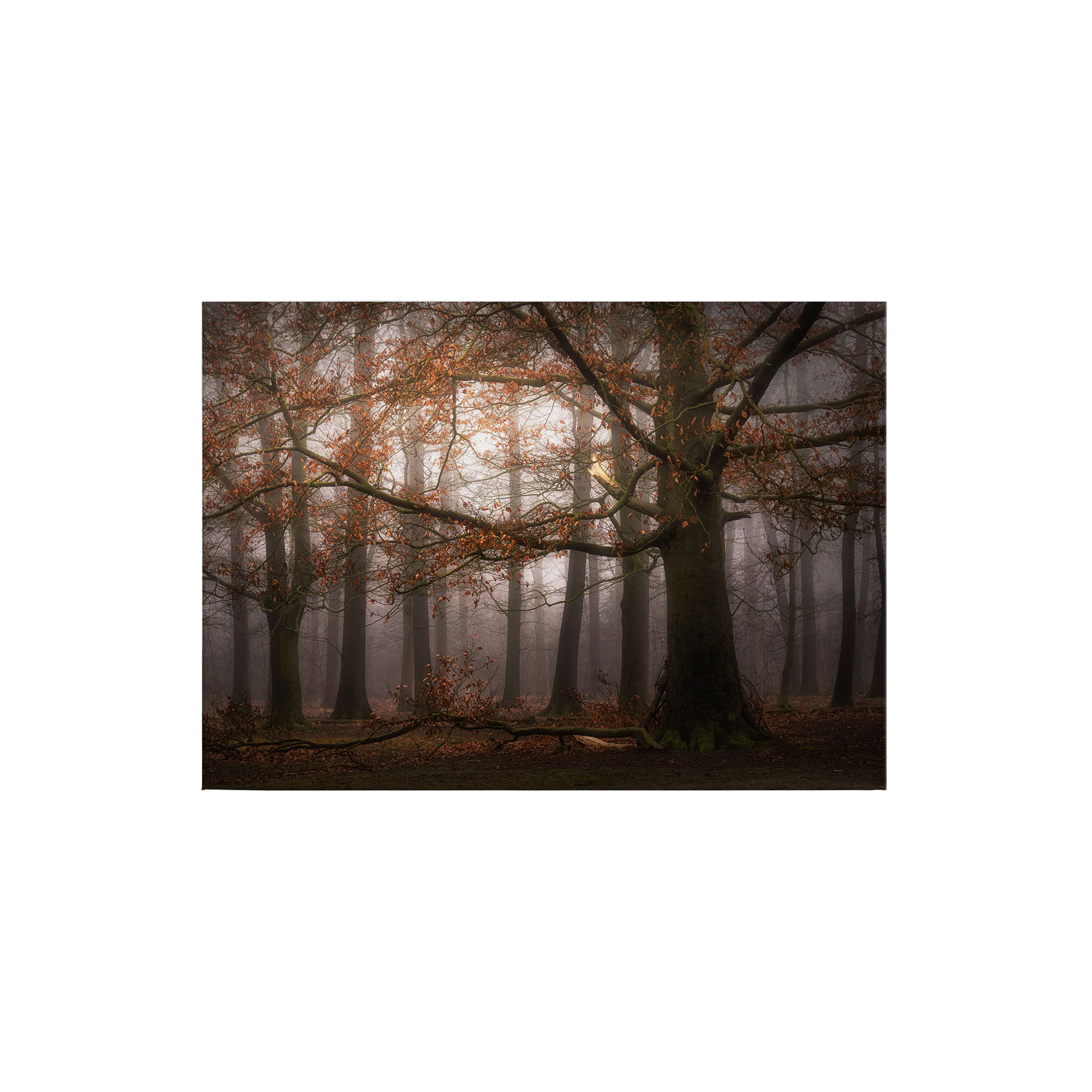 Tadessi Leinwandbild Laubwald - 50 x 70 cm - M1-No.50268 - Keilrahmen in Braun