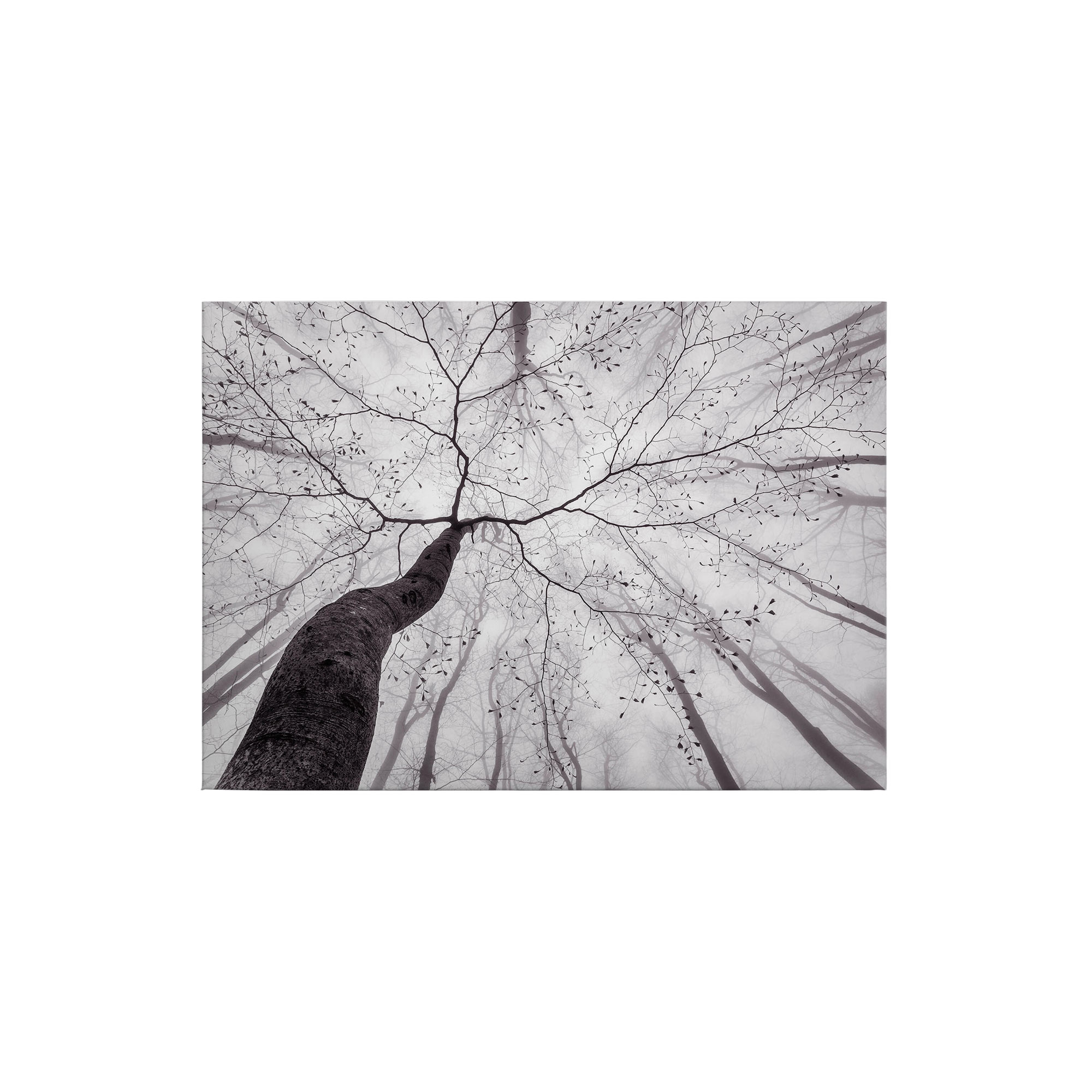Leinwandbild Bäume Blätter M1-No.50264 | Wandbild 50 x 70 cm | Weiß Schwarz Keilrahmen Laubwald