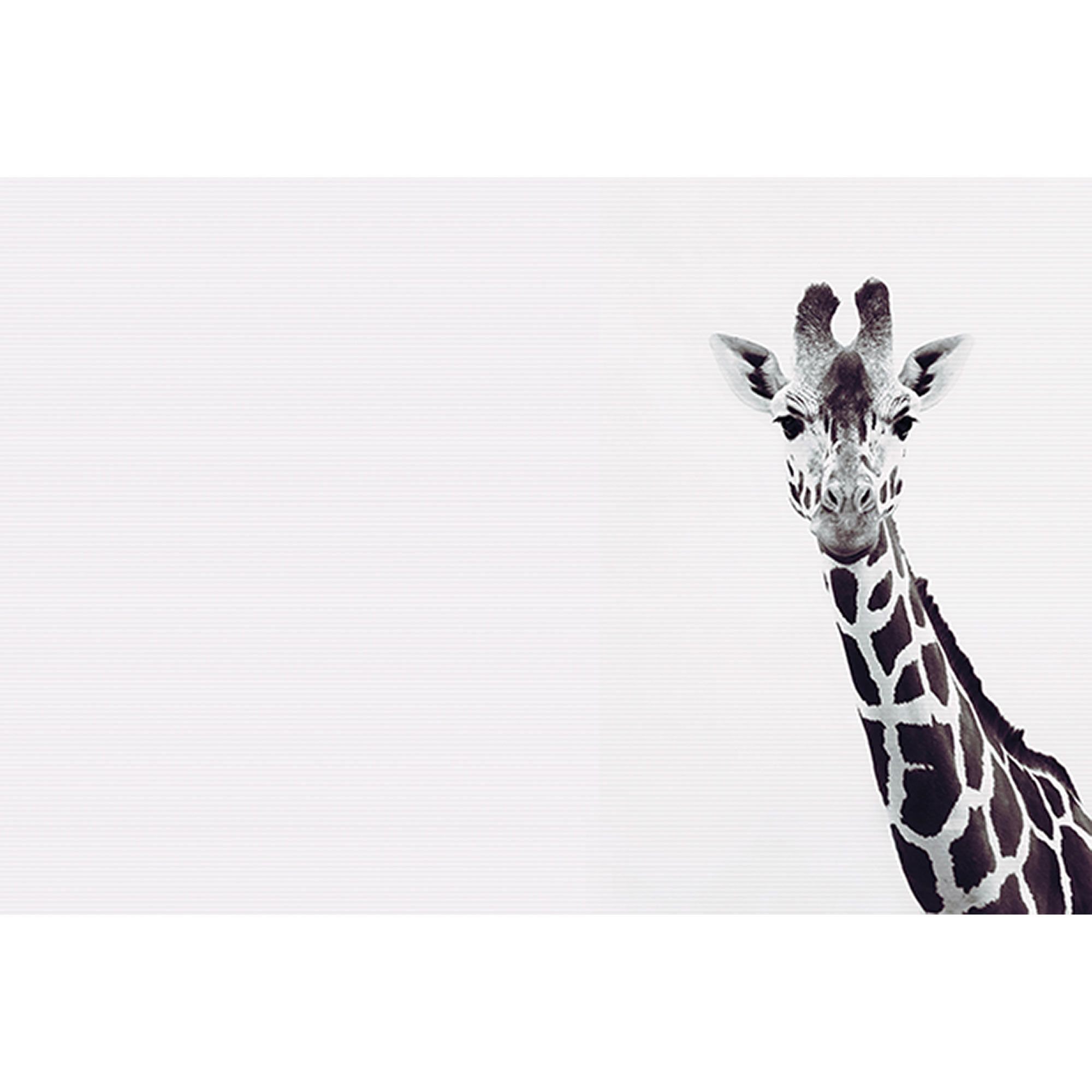 Fototapete Tiere M1-No.61025 | Digitaldruck | Schwarz | Weiß | Natur