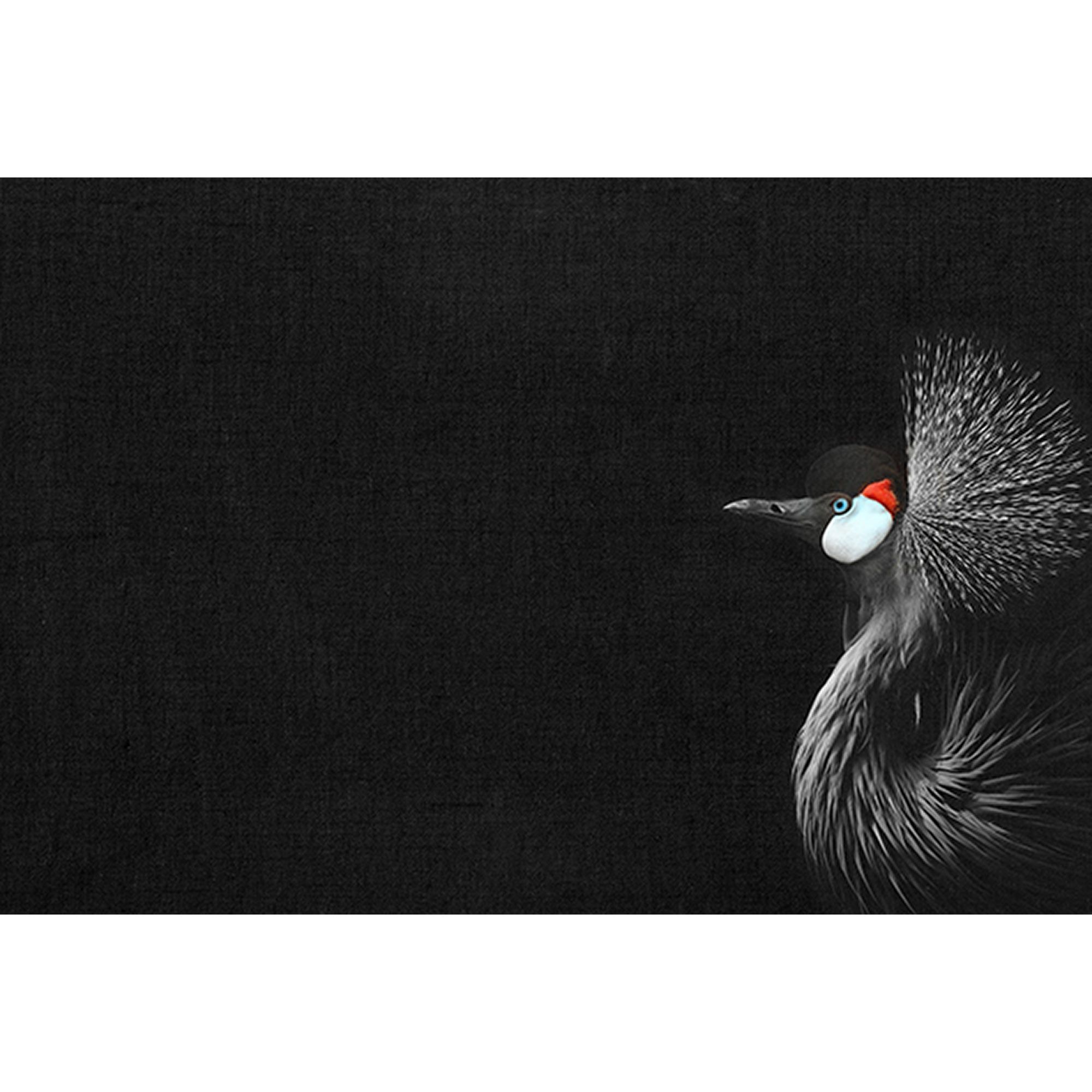 Fototapete Vögel M1-No.61022 | Digitaldruck | Schwarz | Weiß | Tiere | Natur