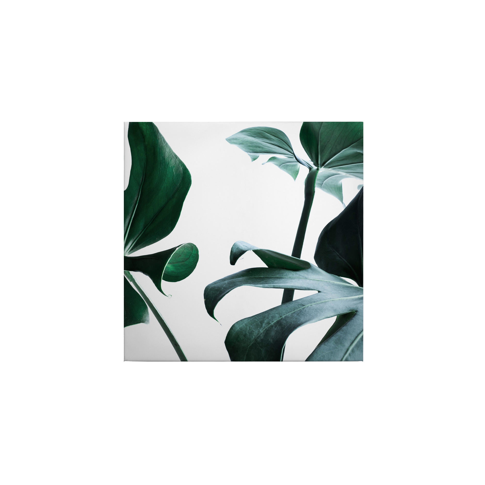 Leinwandbild Botanical Dschungel M1-No.50495 | Wandbild 50 x 50 cm | Grün Weiß Keilrahmen Pflanzen