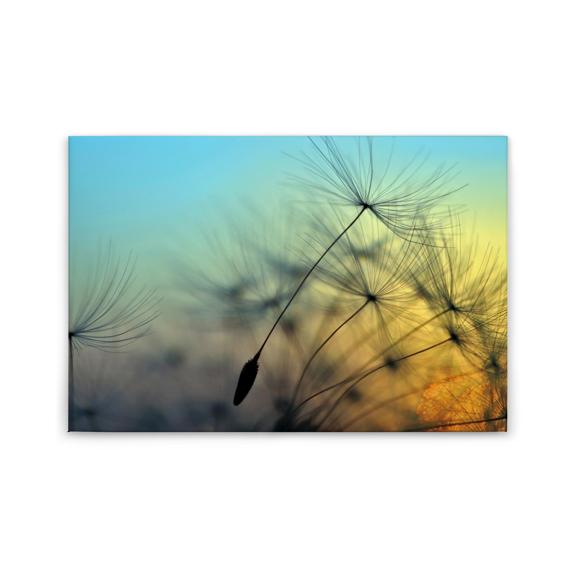 Leinwandbild Blumen Garten M1-No.50031 | Wandbild 60 x 90 cm | Pusteblume Gelb Blau Natur Keilrahmen