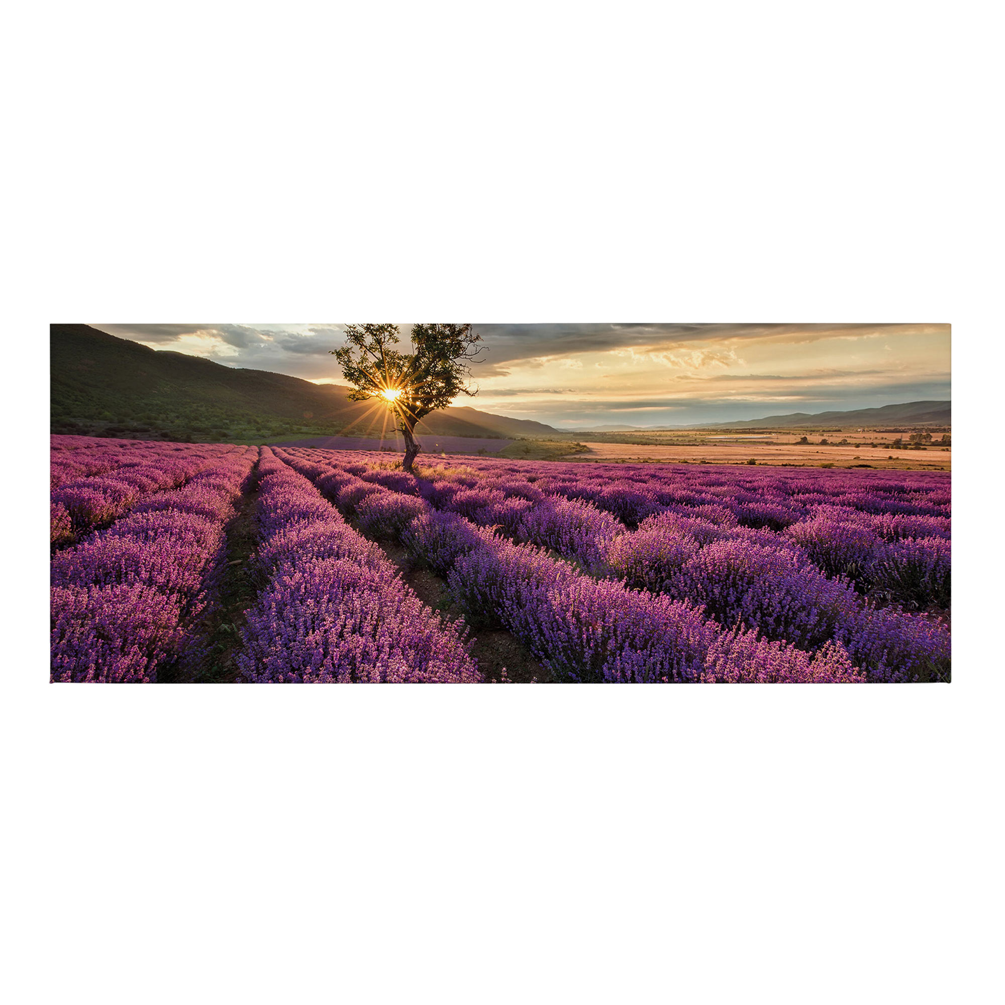 Leinwandbild Lavendelfeld M1-No.50448 | Wandbild 40 x 100 cm | Lila Keilrahmen Natur Landschaft