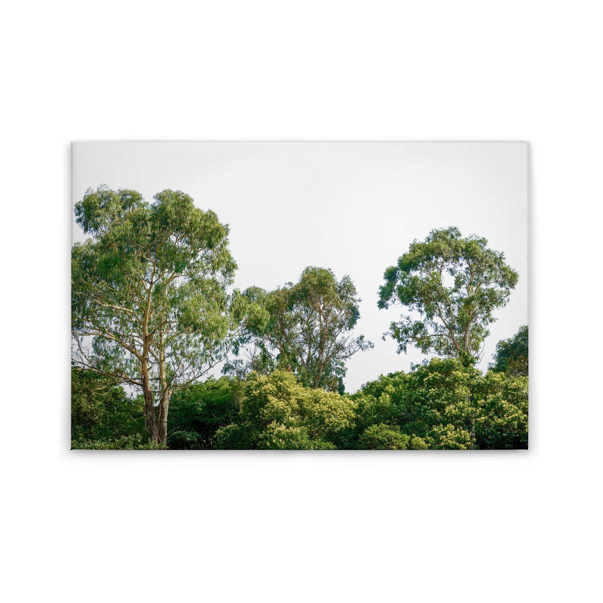 Tadessi Leinwandbild Natur - 60 x 90 cm - M1-No.50037 - Keilrahmen in Grün Weiß