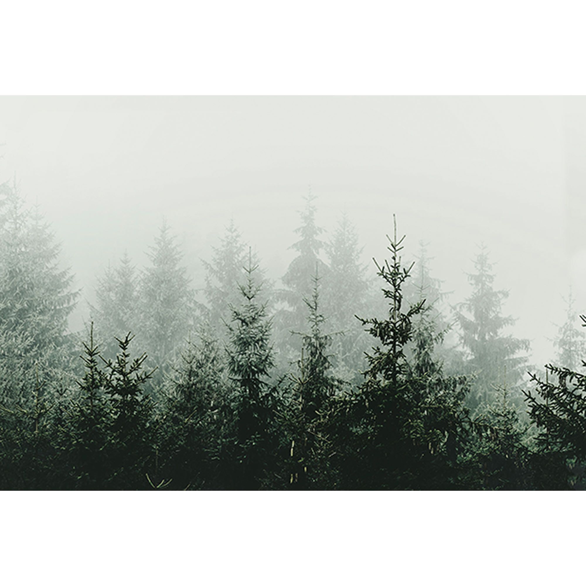 Fototapete Wald M1-No.61039 | Digitaldruck | Grün | Weiß | Baum | Natur