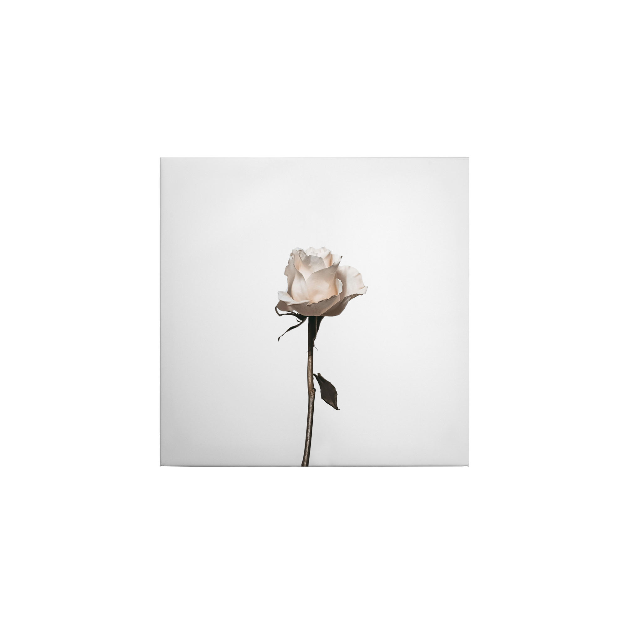 Tadessi Leinwandbild Rosen - 50 x 50 cm - M1-No.50497 - Keilrahmen in Rosa Weiß