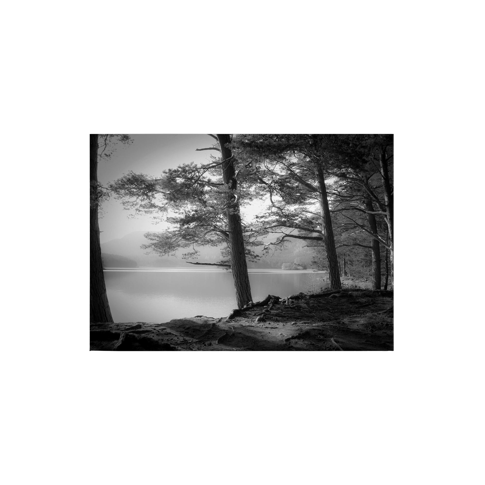 Leinwandbild Bäume Blätter M1-No.50263 | Wandbild 50 x 70 cm | See Weiß Schwarz Keilrahmen Laubwald