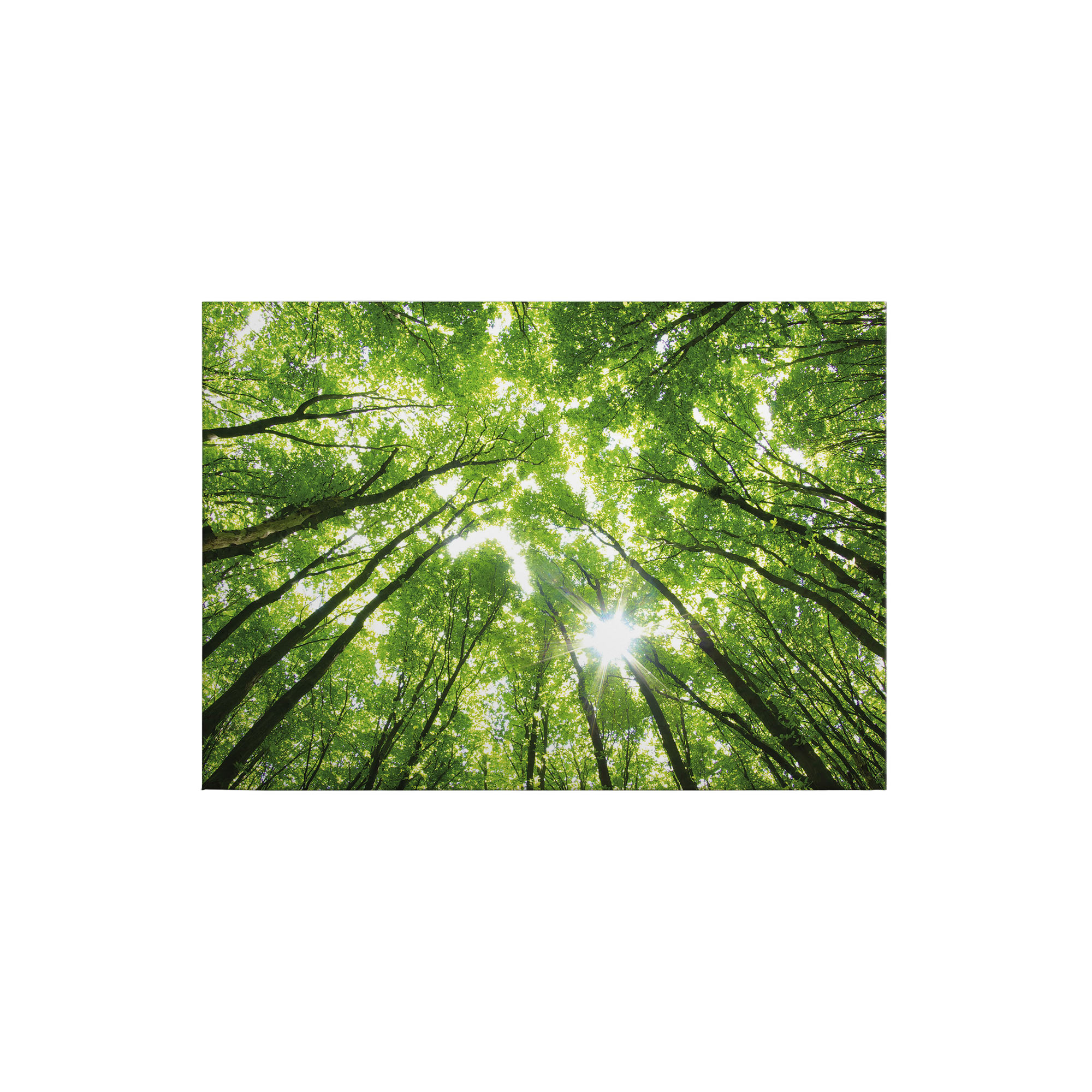Leinwandbild Bäume Blätter M1-No.50255 | Wandbild 50 x 70 cm | Wald Grün Keilrahmen Laubwald