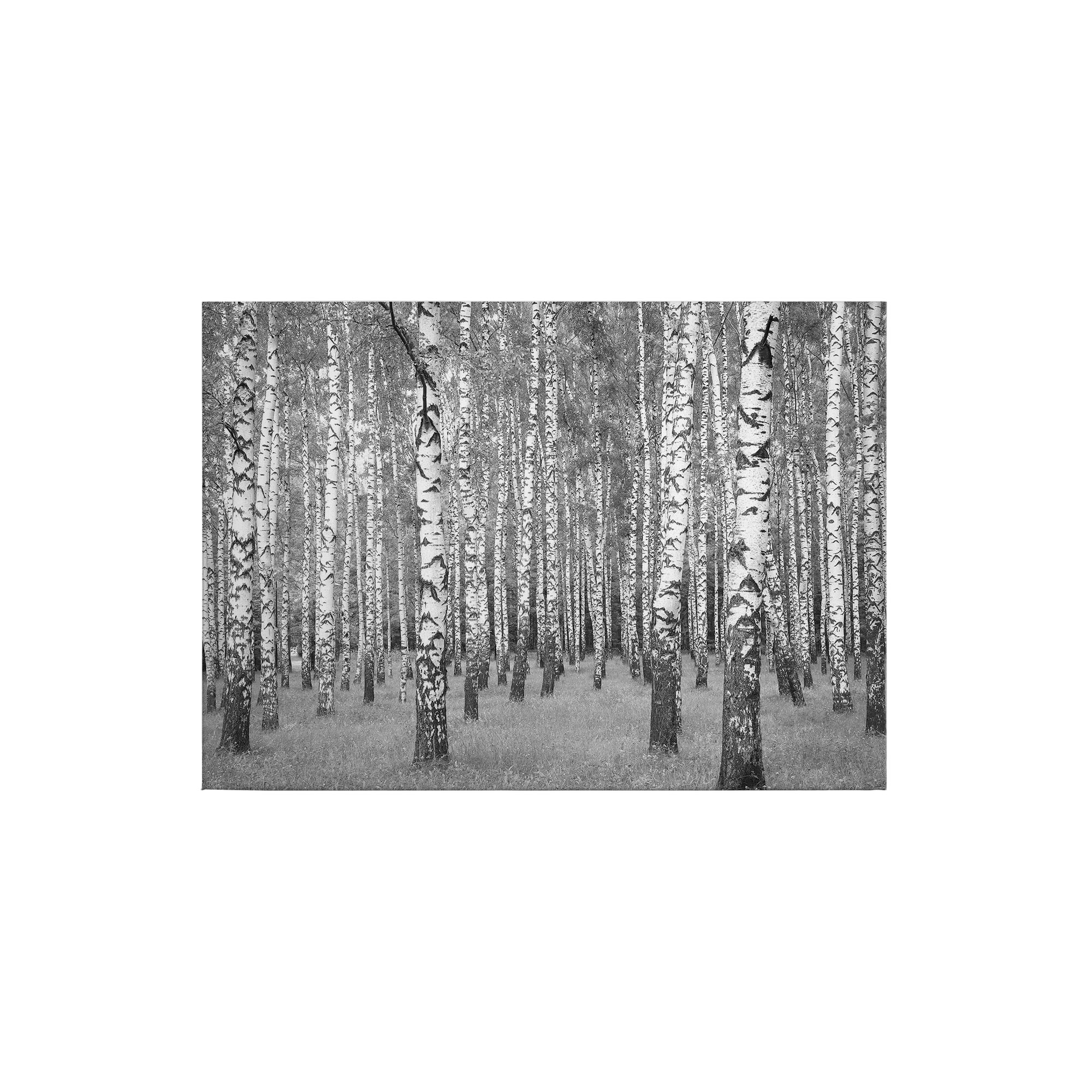Leinwandbild Bäume Blätter M1-No.50260 | Wandbild 50 x 70 cm | Weiß Schwarz Keilrahmen Laubwald