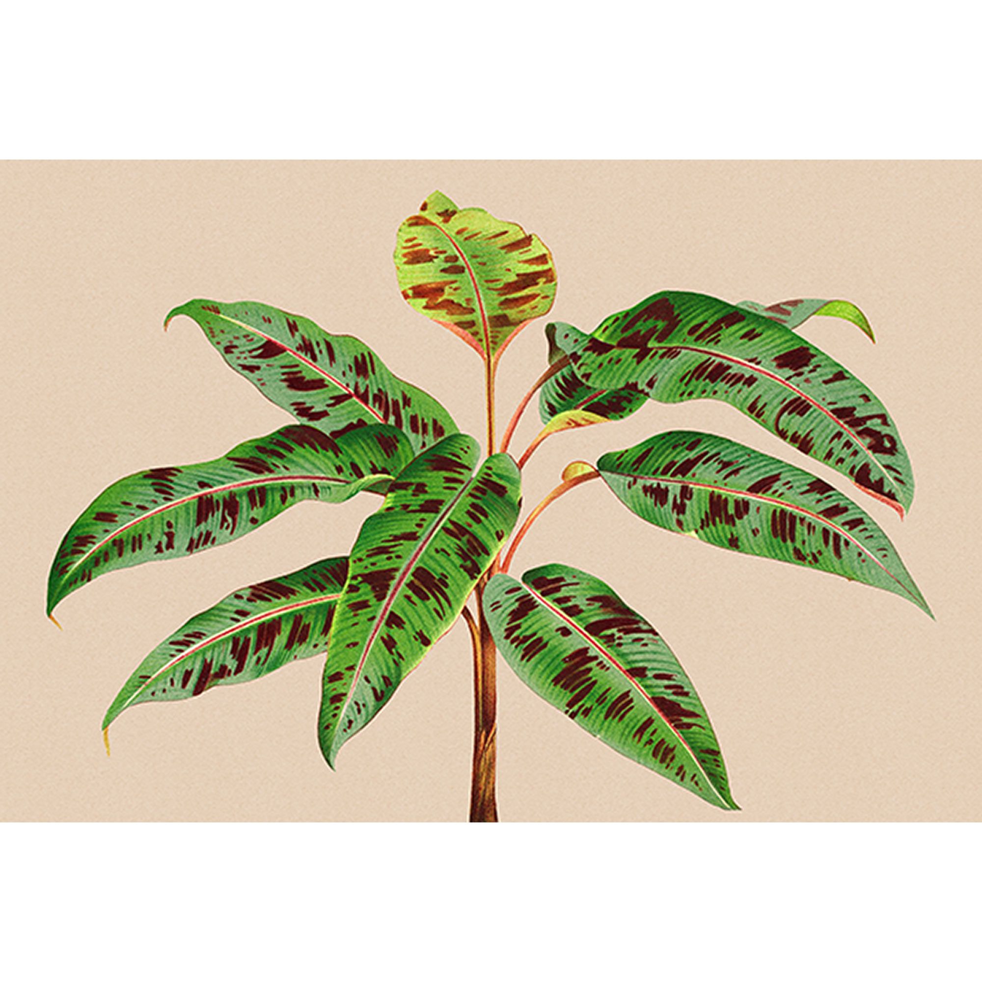 Fototapete Palmen M1-No.61170 | Digitaldruck | Grün | Beige | Natur