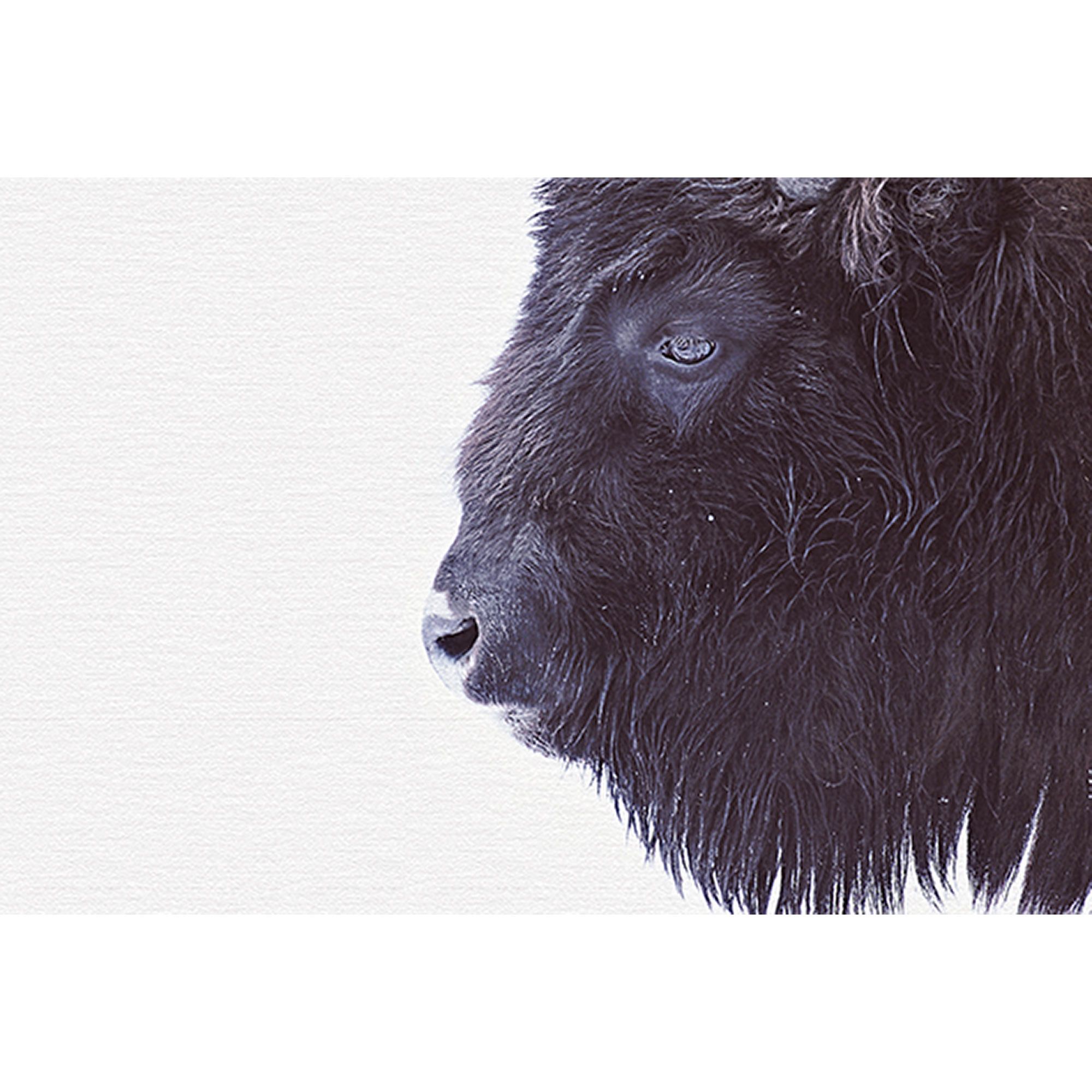 Fototapete Tiere M1-No.61020 | Digitaldruck | Schwarz | Weiß | Natur