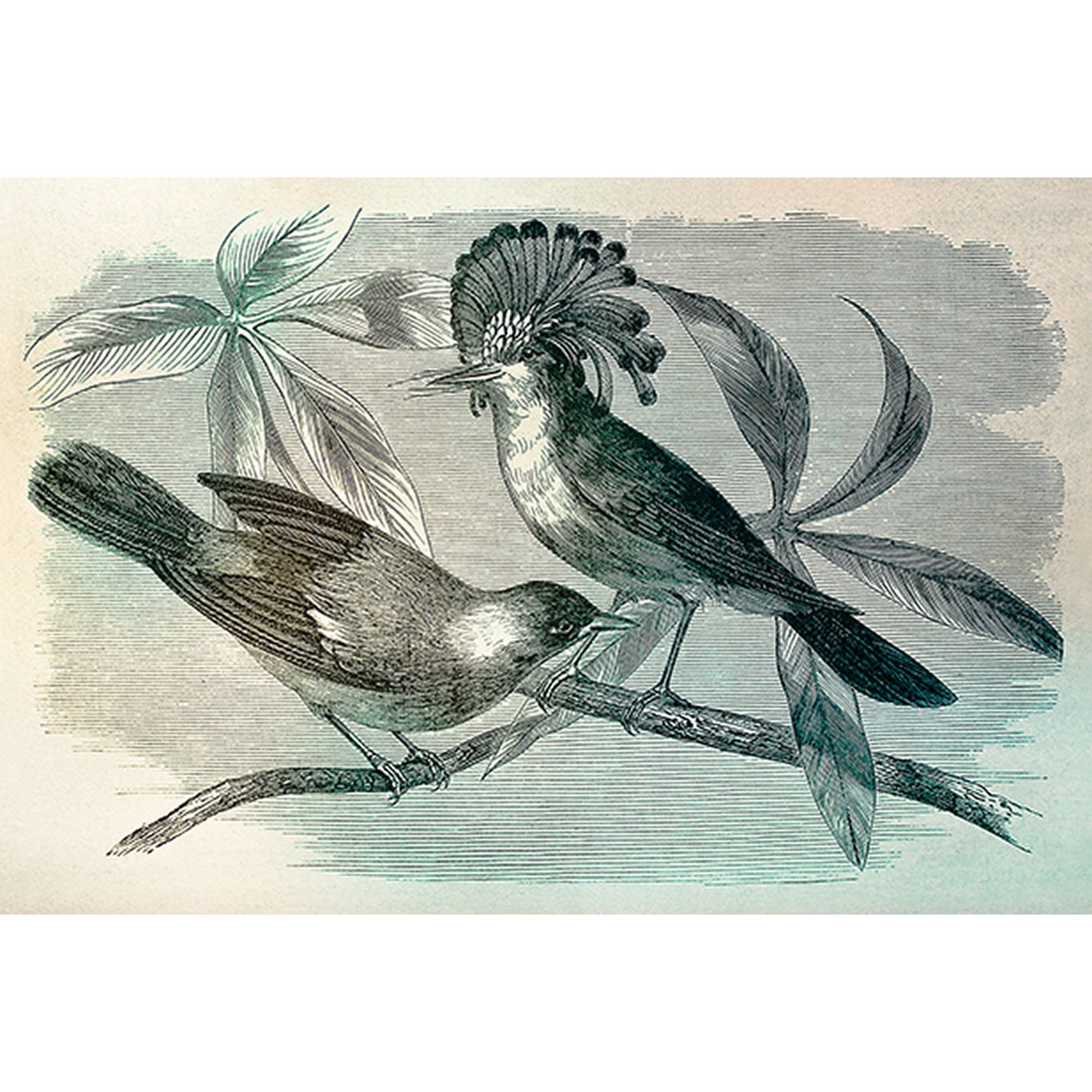 Fototapete Vögel M1-No.60709 | Digitaldruck | Weiß | Schwarz